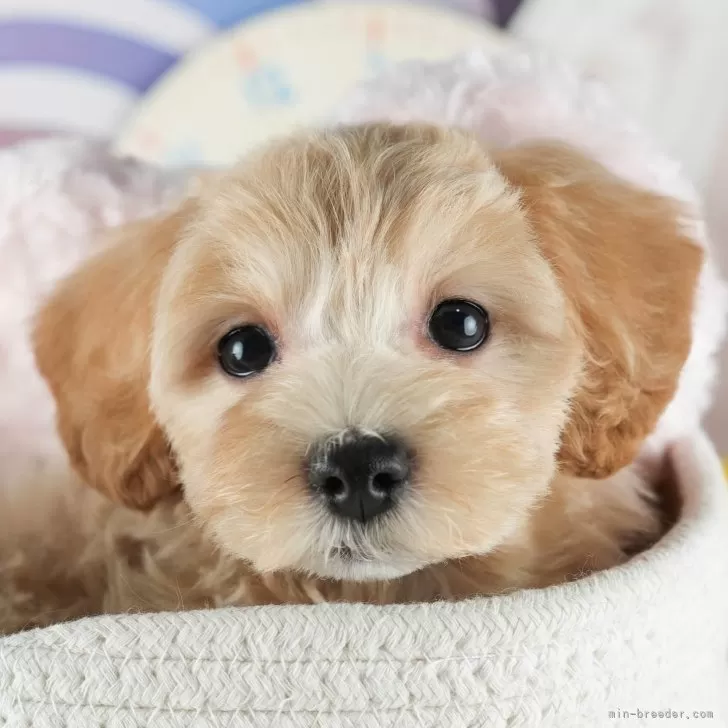 E.O 様のお迎えした子犬