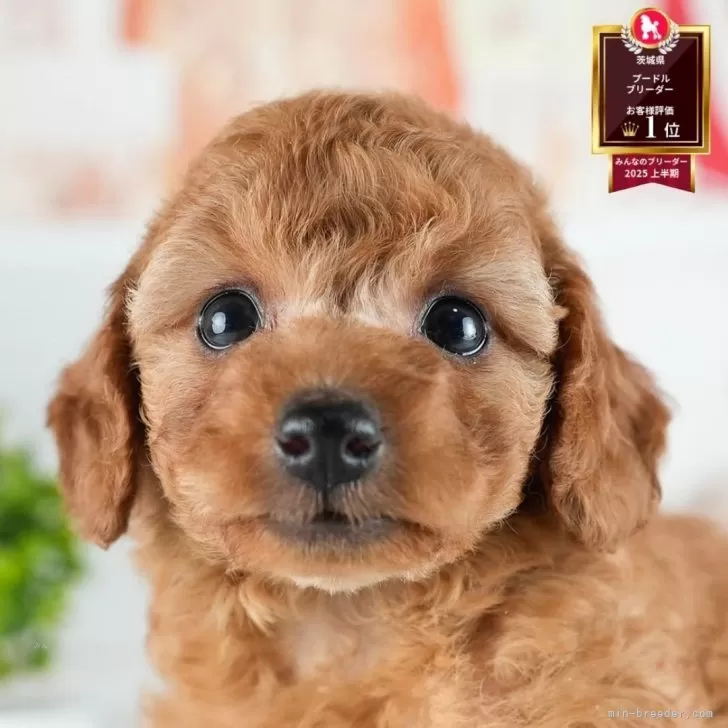 K.S 様のお迎えした子犬