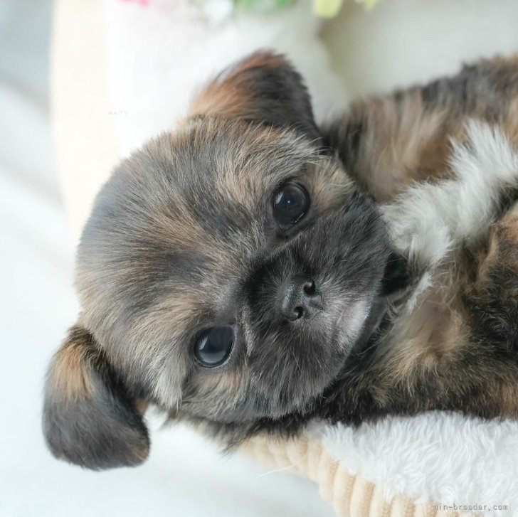 創美社 レトロ 犬 シーズー The Starry Dog（星降る犬） - シーズーの子犬 No.1】星・スター