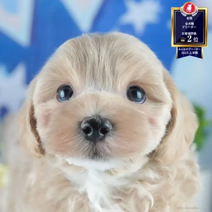 もこ 様のお迎えした子犬