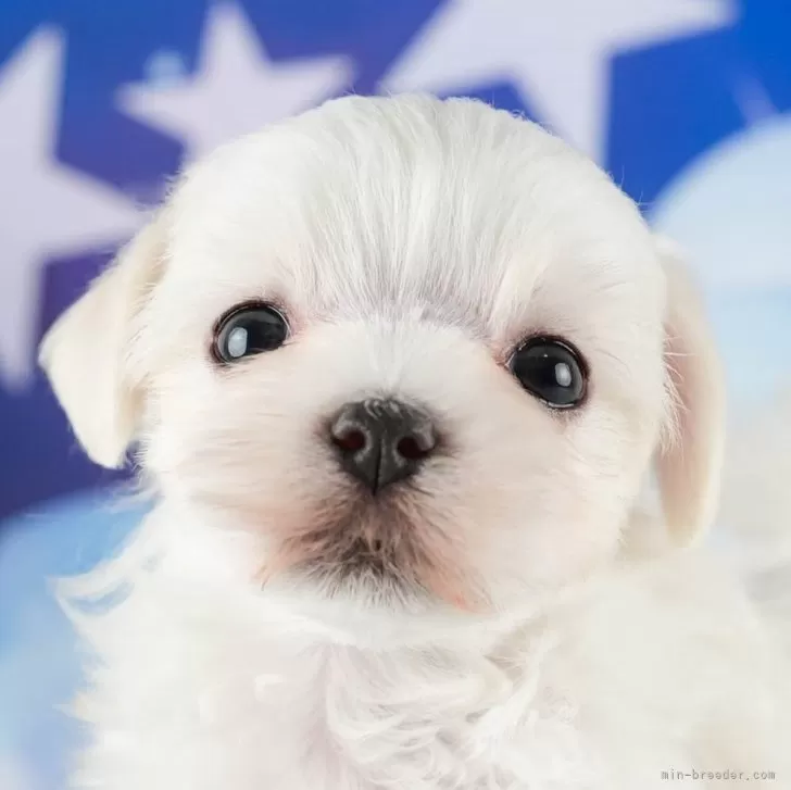 ID:2411-07219の子犬
