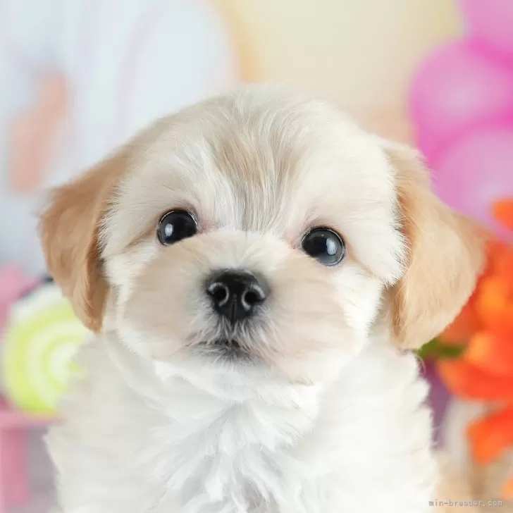 マルプー(マルチーズ×トイプードル)【茨城県・男の子・2025年4月3日・アプリコット】の写真1「🐶全頭総額表示(接種済ワクチン代・マイクロチップ代・健康診断料込)」