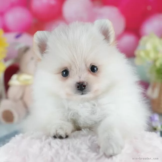 ポメラニアン【茨城県・女の子・2025年7月14日・クリーム&ホワイト】の写真1「🐶全頭総額表示(接種済ワクチン代・マイクロチップ代・健康診断料込)」