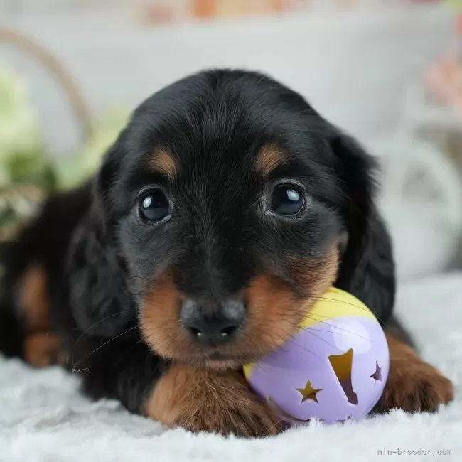 ID:2504-06065の子犬