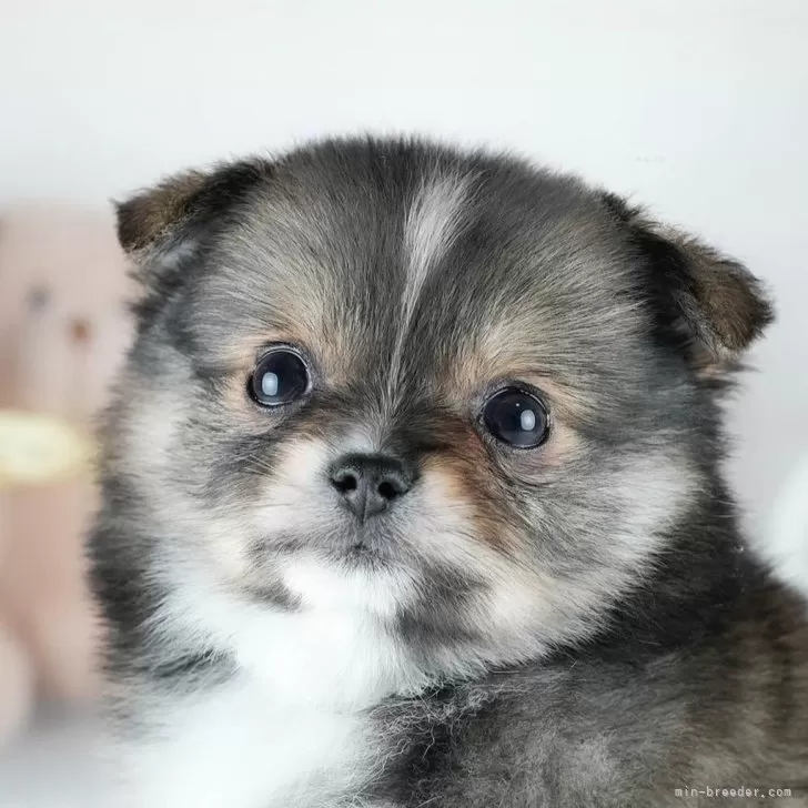 M.K 様のお迎えした子犬