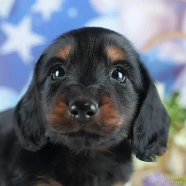 ミニチュアダックスフンド(ロング)【茨城県・男の子・2025年4月13日・ブラック&タン】の写真1「🐶全頭総額表示(接種済ワクチン代・マイクロチップ代・健康診断料込)」