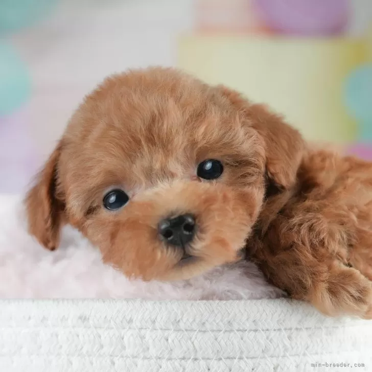 ID：2504-02645の子犬