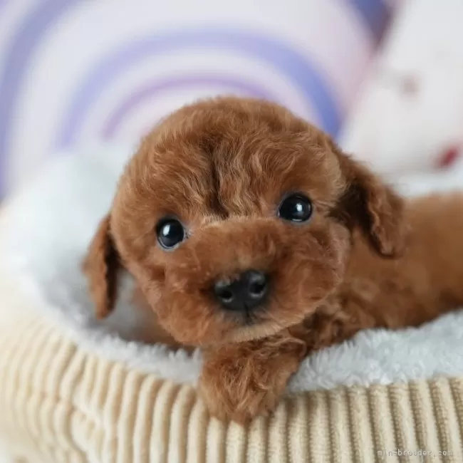 ID：2505-01668の子犬