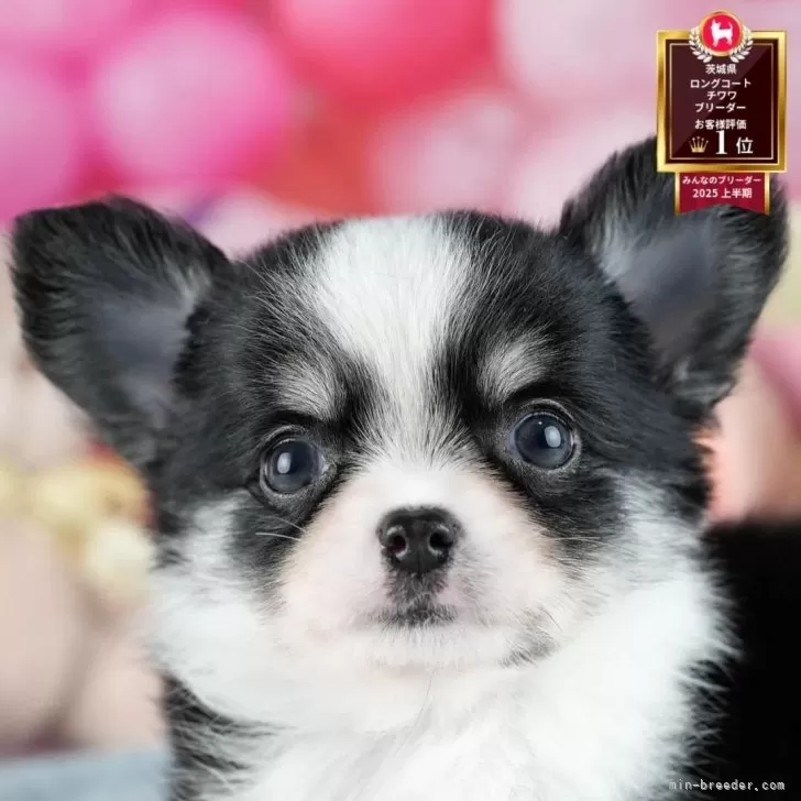 チワワ(ロング)【茨城県・男の子・2025年8月10日・ブラックタン&ホワイト】の写真1「🐶全頭総額表示(接種済ワクチン代・マイクロチップ代・健康診断料込)」