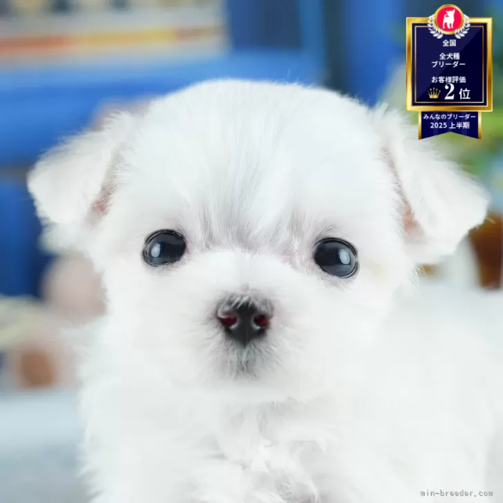 マルチーズ【茨城県・女の子・2025年6月30日・ホワイト】の写真1「🐶全頭総額表示(接種済ワクチン代・マイクロチップ代・健康診断料込)」