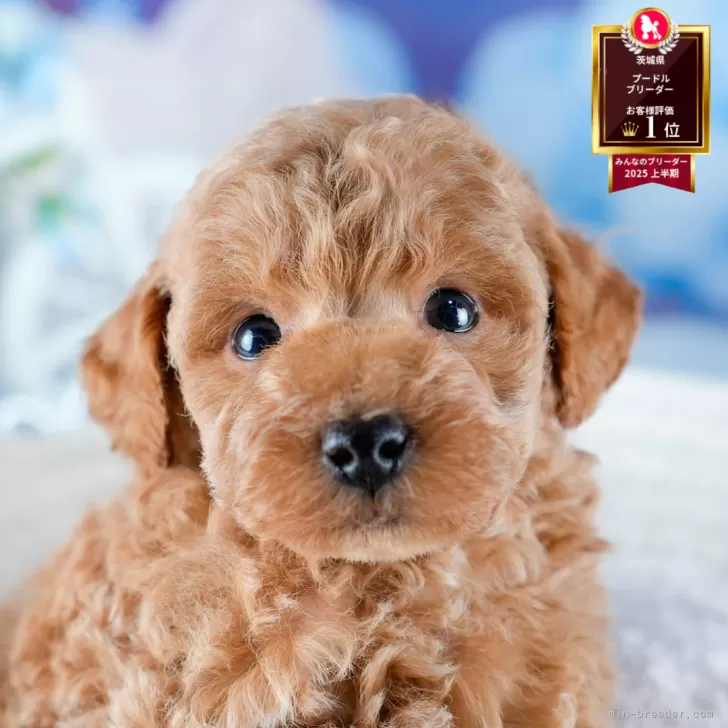 トイプードル(トイ)【茨城県・女の子・2025年11月1日・アプリコット】の写真1「🐶全頭総額表示(接種済ワクチン代・マイクロチップ代・健康診断料込)」