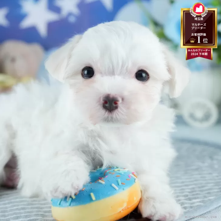 マルチーズ【茨城県・男の子・2025年7月24日・ホワイト】の写真1「🐶全頭総額表示(接種済ワクチン代・マイクロチップ代・健康診断料込)」