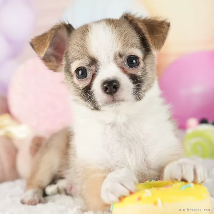 K.S 様のお迎えした子犬