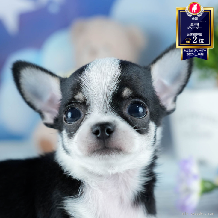 チワワミーカ出品 チワワ(スムース)【茨城県・男の子・2025年7月7日・ブラックタン