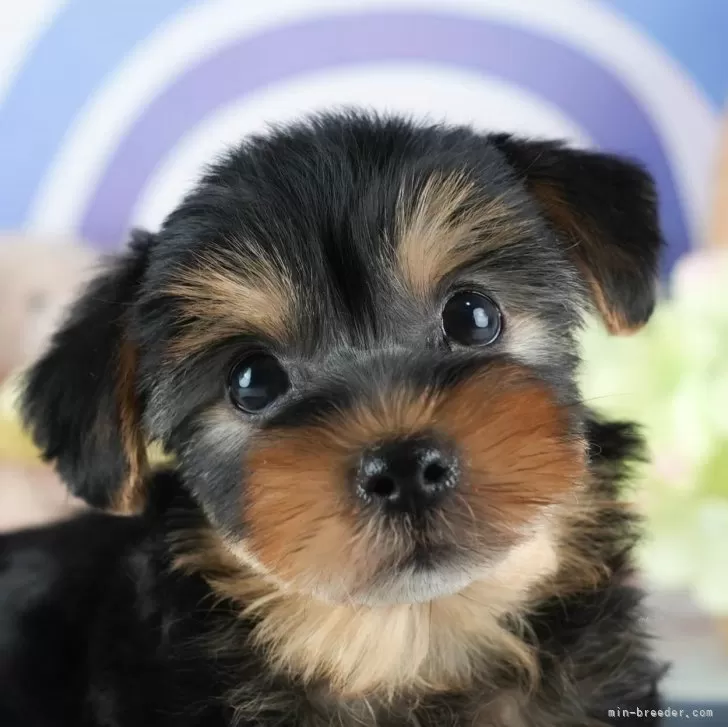 ID:2503-03477の子犬