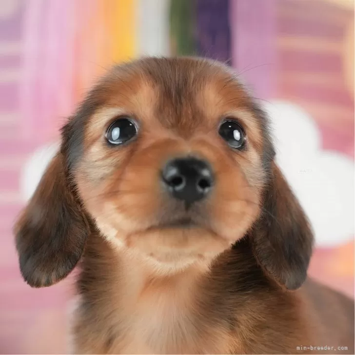 ID：2501-03883の子犬