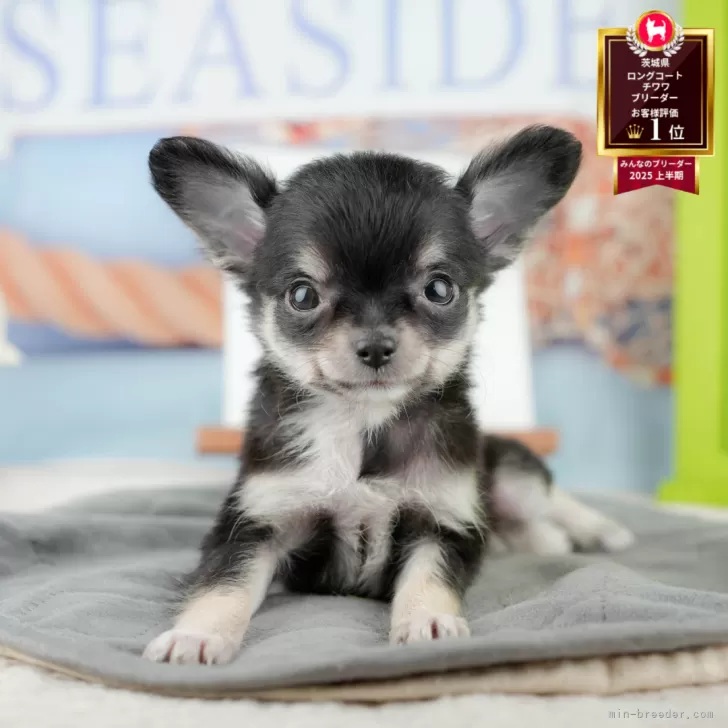 チワワ(ロング)【茨城県・女の子・2025年9月12日・ブラック&amp;タン】の写真1「🐶全頭総額表示(接種済ワクチン代・マイクロチップ代・健康診断料込)」