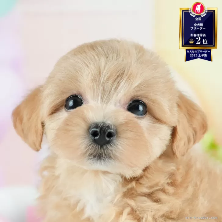 C.S 様のお迎えした子犬
