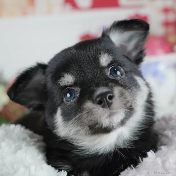 M.K 様のお迎えした子犬
