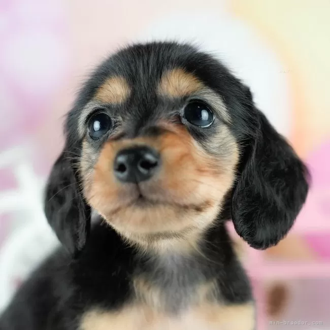 ID：2510-04179の子犬