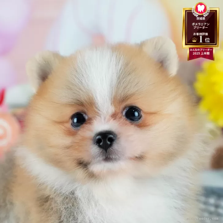 Y.T 様のお迎えした子犬