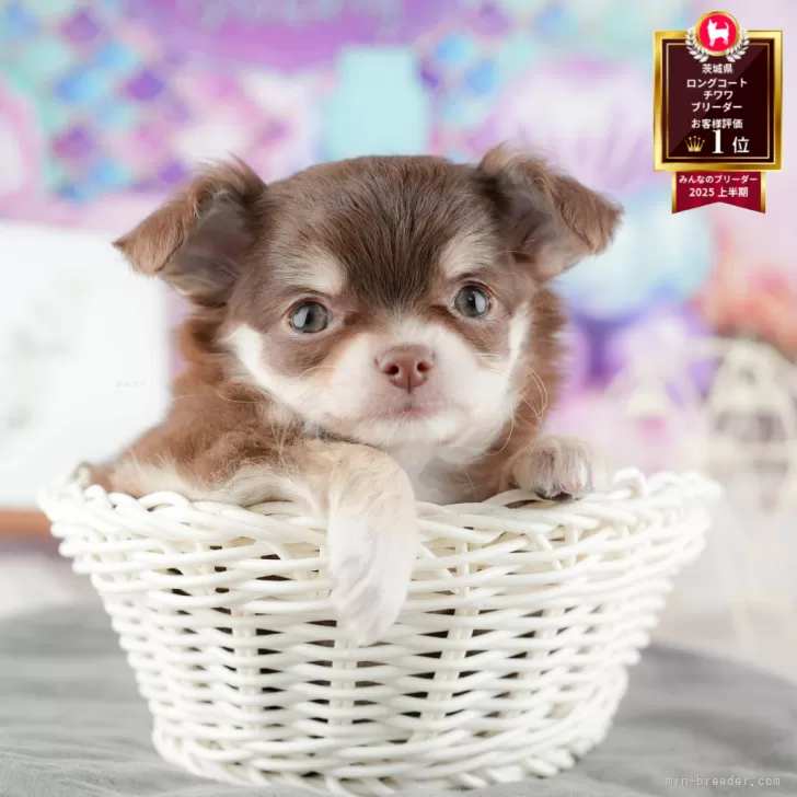 M.T 様のお迎えした子犬