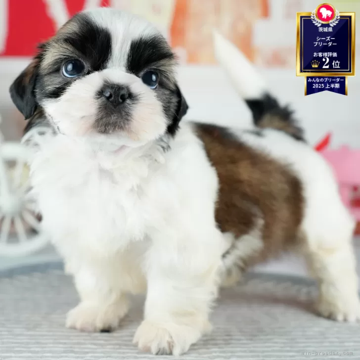 ID：2506-02842の子犬