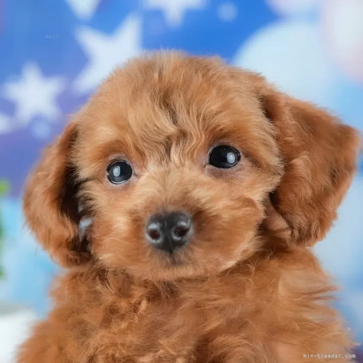 MyQuest 様のお迎えした子犬