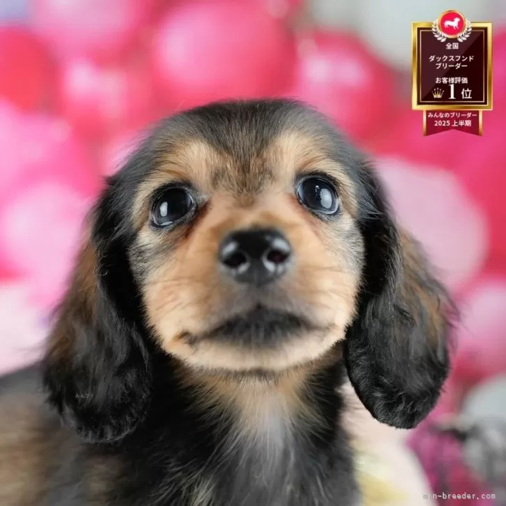 ミニチュアダックスフンド(ロング)【茨城県・男の子・2025年8月1日・シェーデッドレッド】の写真1「🐶全頭総額表示(接種済ワクチン代・マイクロチップ代・健康診断料込)」