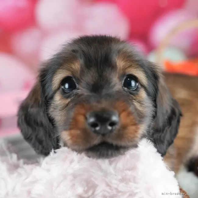 ID:2505-05175の子犬