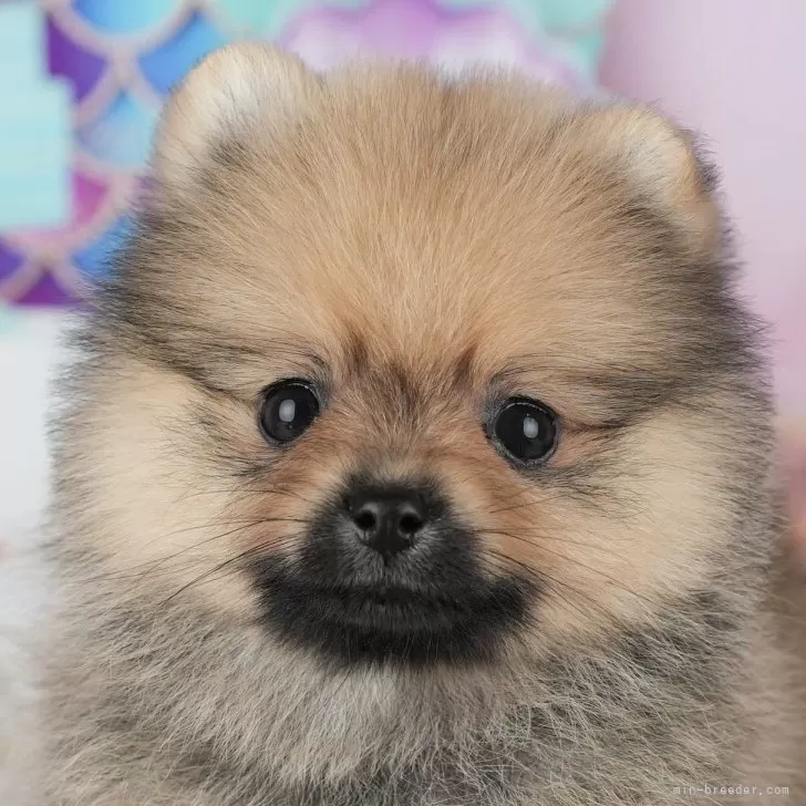 ID：2510-07922の子犬