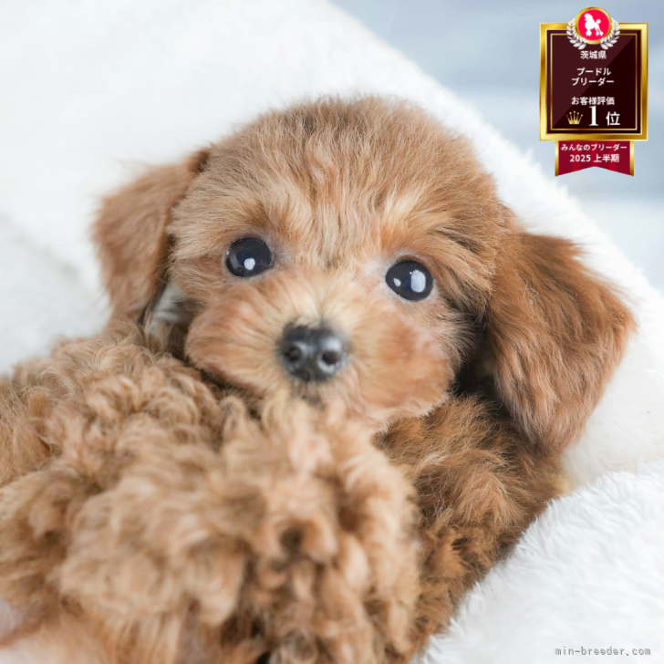 ブリーダー画像