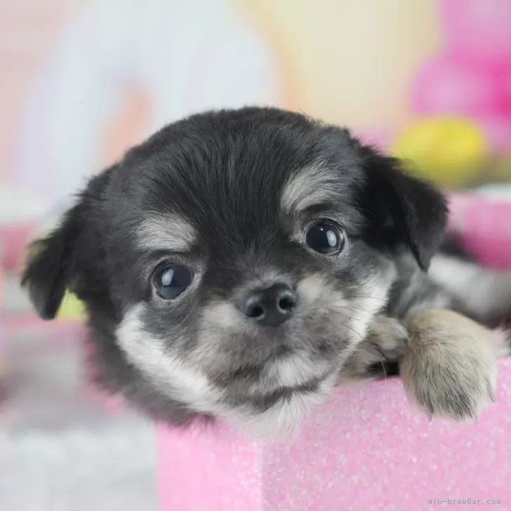 ID：2507-00681の子犬