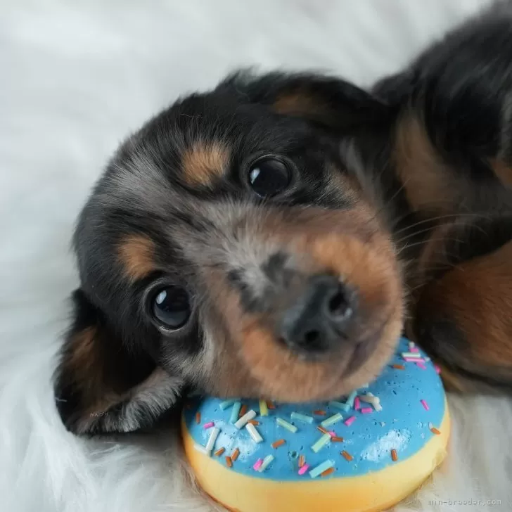A.O 様のお迎えした子犬