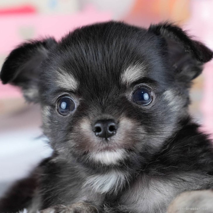 チワワ(ロング)【茨城県・男の子・2025年10月21日・ブラック&タン】12