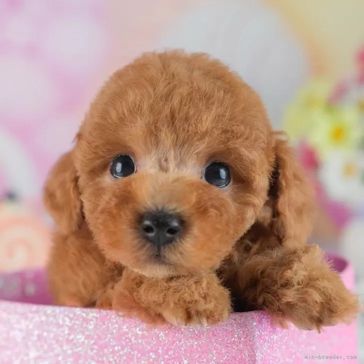 K.S 様のお迎えした子犬