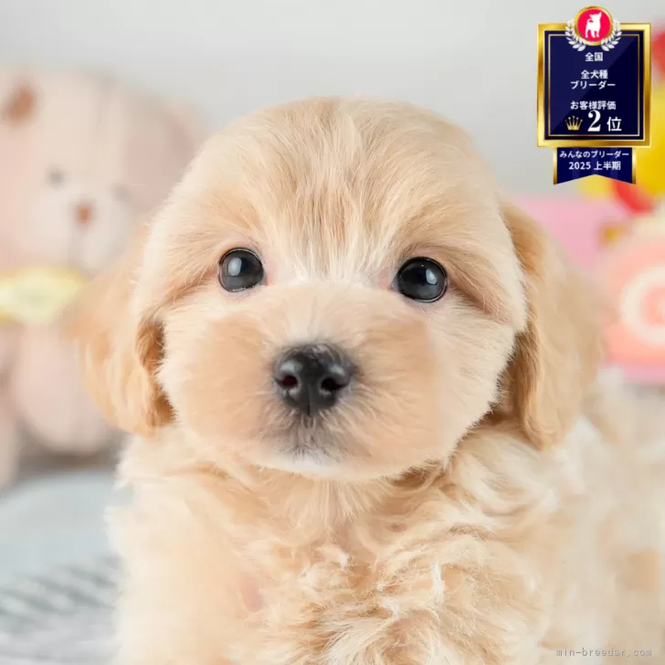 M.K 様のお迎えした子犬