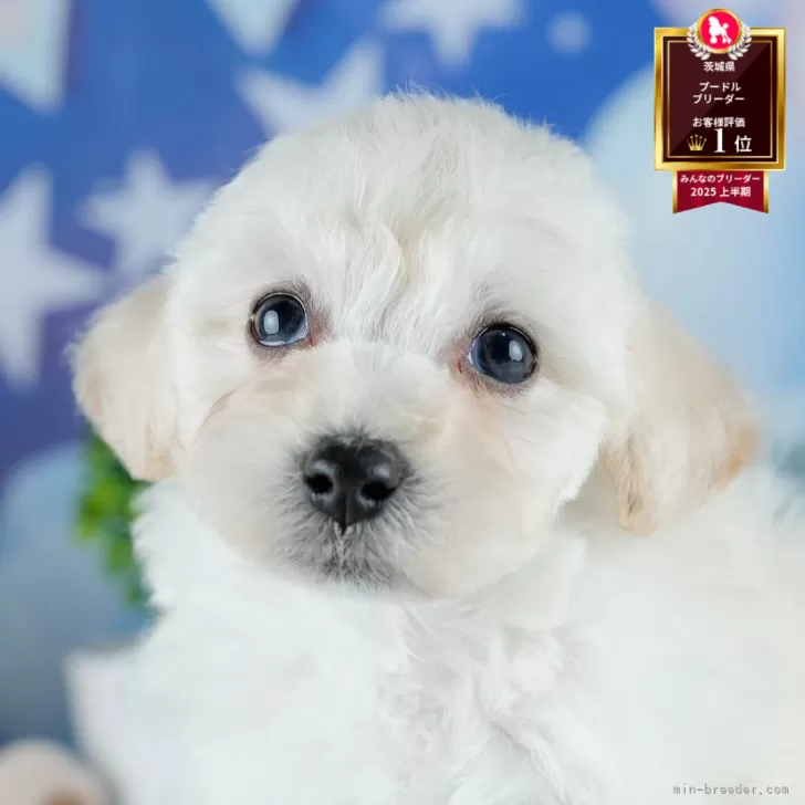 ID：2510-04181の子犬