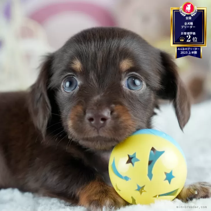 いぬ KIKUCHI PET】 仔犬仔猫 No.250912 ミックス犬（父：チワワ 母