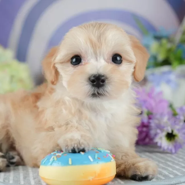ID：2504-04095の子犬