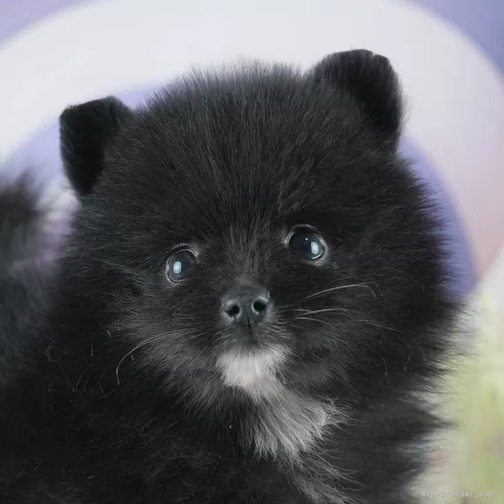 ポメラニアン【茨城県・男の子・2025年3月25日・ブラック】の写真1「🐶全頭総額表示(接種済ワクチン代・マイクロチップ代・健康診断料込)」