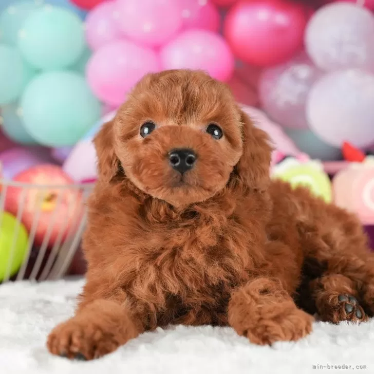 T.S 様のお迎えした子犬
