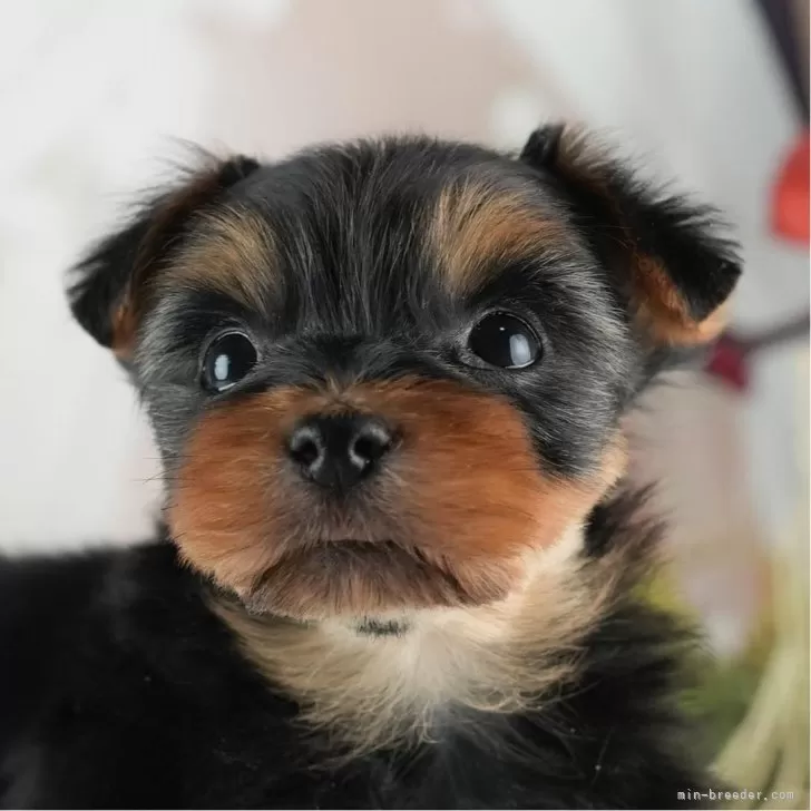 ID：2501-03854の子犬