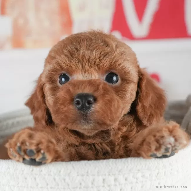 ID：2504-04097の子犬
