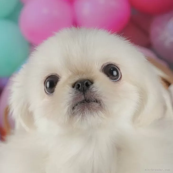 a.s 様のお迎えした子犬