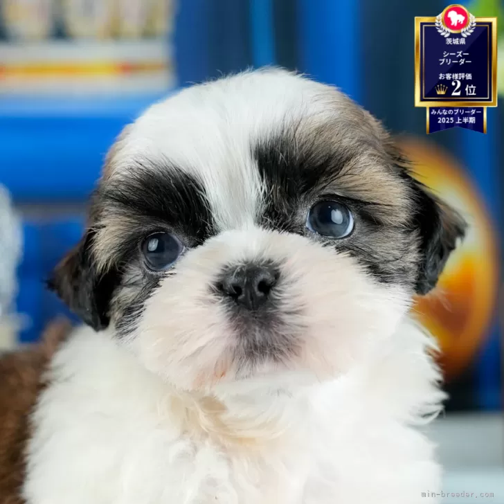 ツヨシ 様のお迎えした子犬