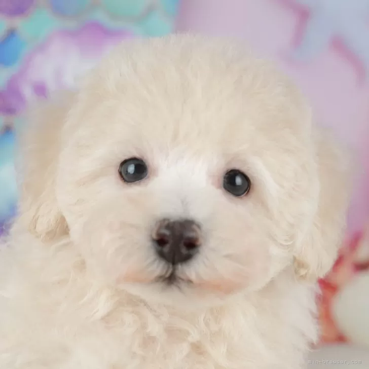 トイプードル(トイ)【茨城県・女の子・2025年9月20日・アプリコット】の写真1「🐶全頭総額表示(接種済ワクチン代・マイクロチップ代・健康診断料込)」