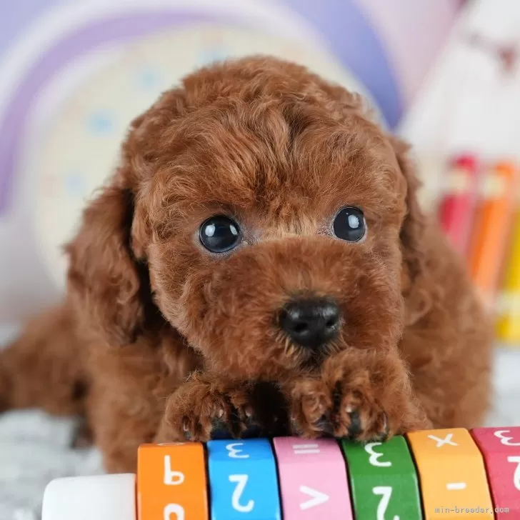 ヨウコ 様のお迎えした子犬