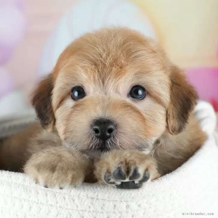 T.K 様のお迎えした子犬
