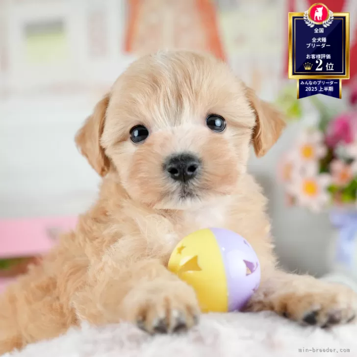 A.H 様のお迎えした子犬